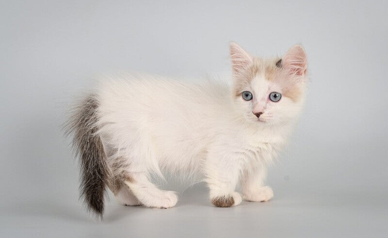 Yogurt Munchkin male, seal pointed van
