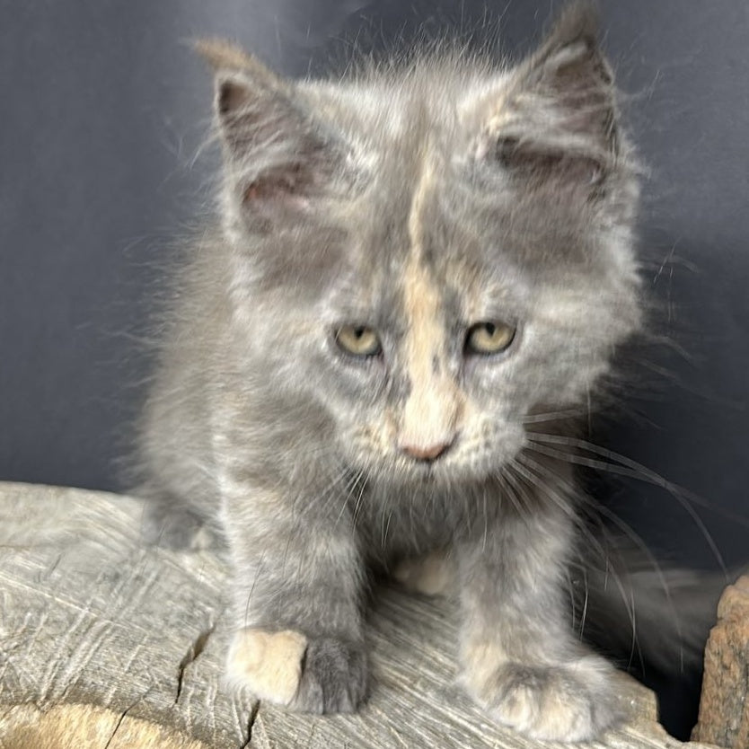 Petunia Maine Coon female, blue tortie with white