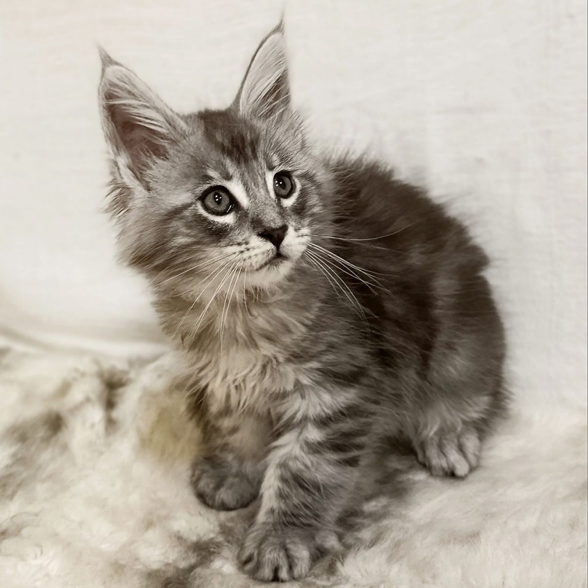 Freya Maine Coon female, black silver tabby