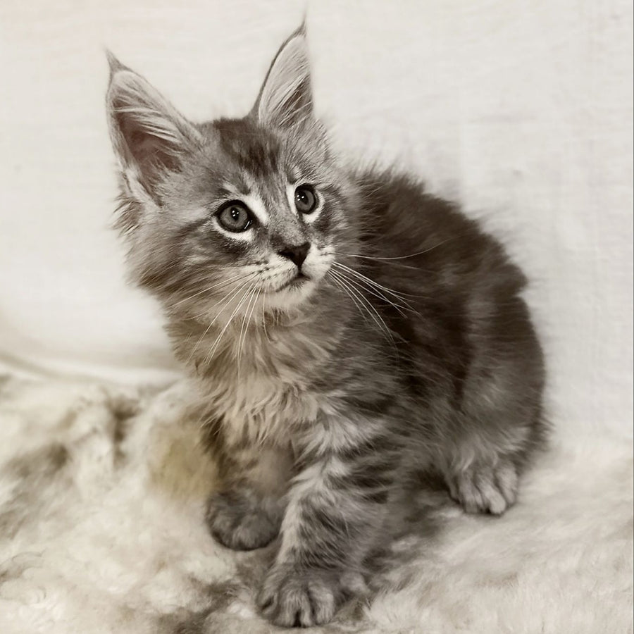 Freya Maine Coon female, black silver tabby