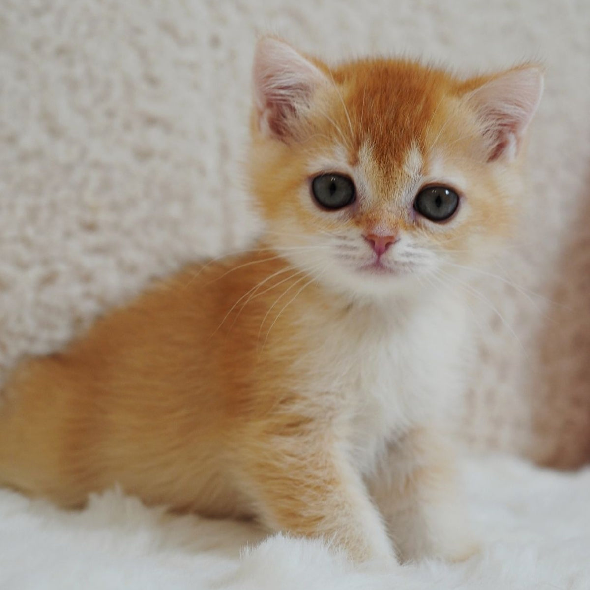 Xanthe British Shorthair female, chocolate golden chinchilla
