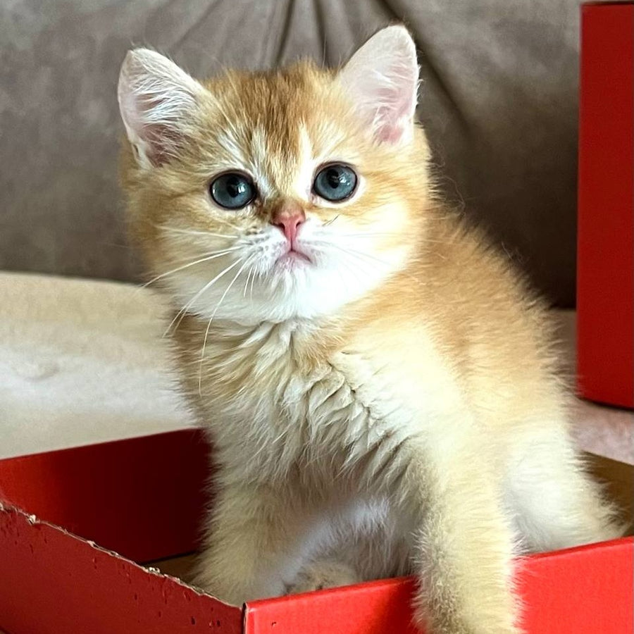Iris British Shorthair female, chocolate golden chinchilla