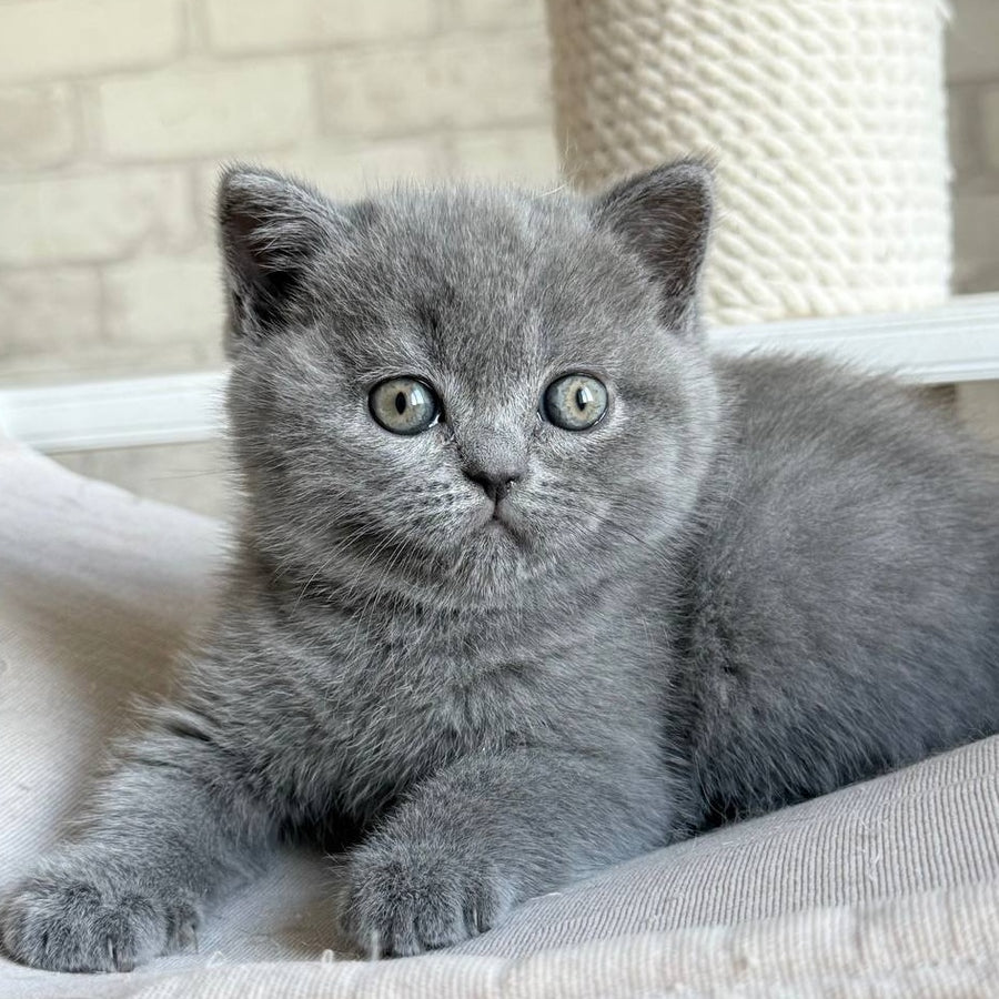 Nolan Scottish Straight male, blue