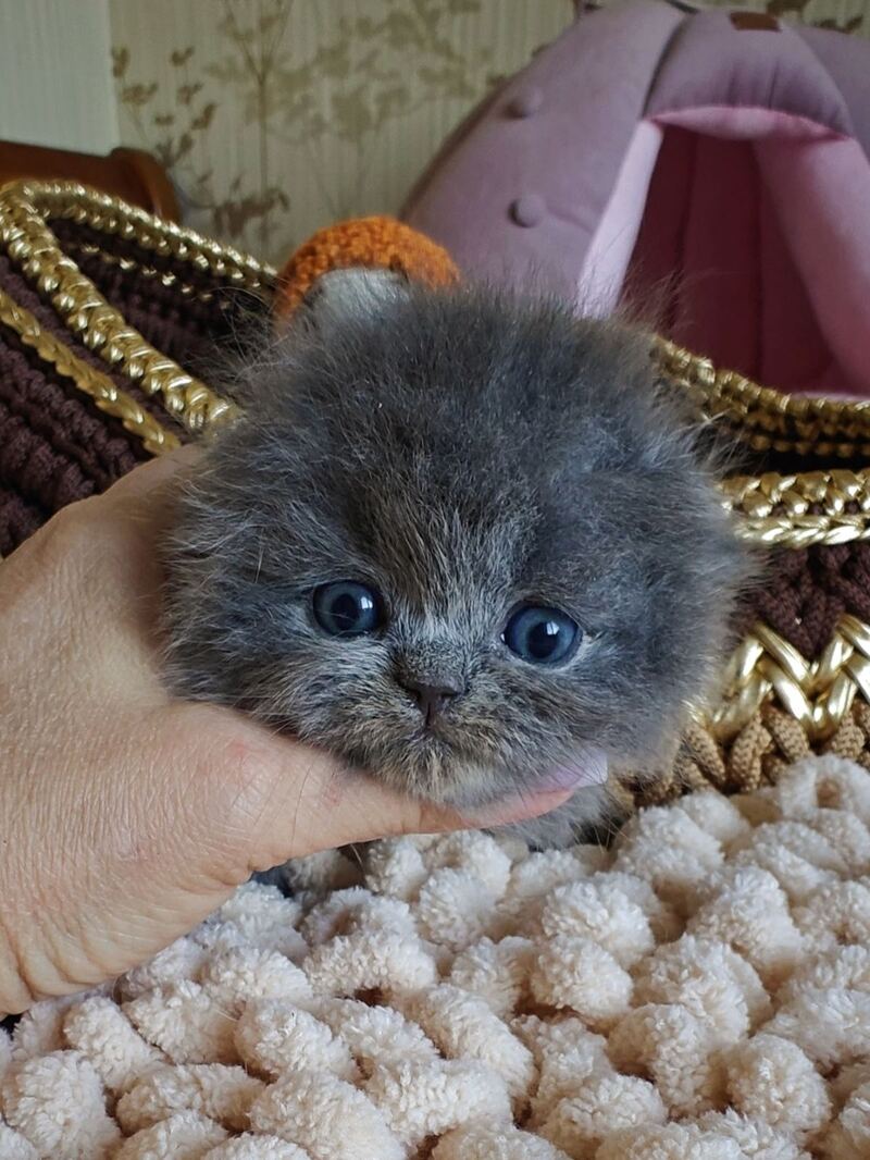 Umik Scottish Fold male, blue