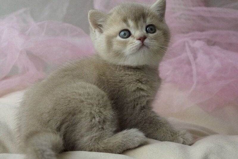 Rivka British Shorthair female, lilac ticked tabby