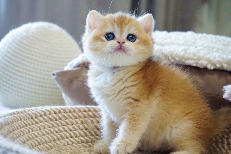 Dale British Shorthair male, black golden chinchilla
