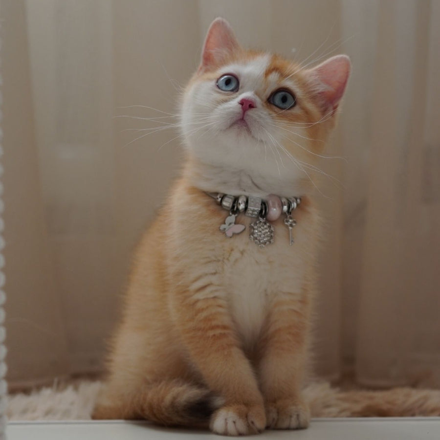 Veronica British Shorthair female, chocolate tortie golden chinchilla with white