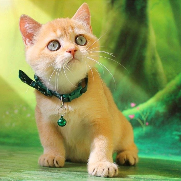 Kay British Shorthair male, chocolate golden shaded