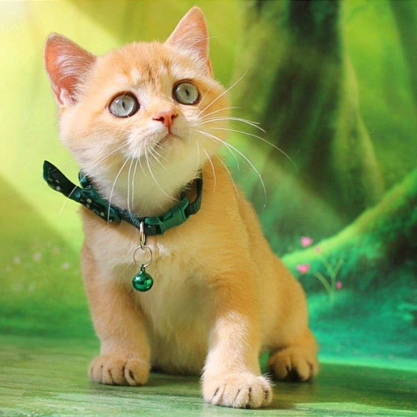 Kay British Shorthair male, chocolate golden shaded