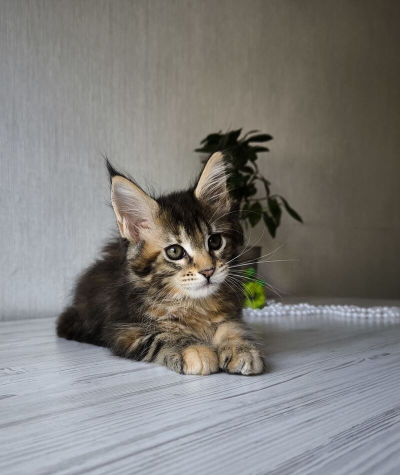 Daisy Maine Coon female, black tortie tabby