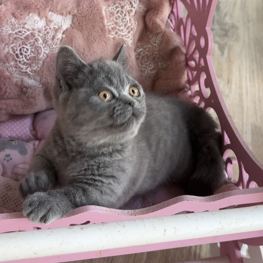 Milka Munchkin female, blue