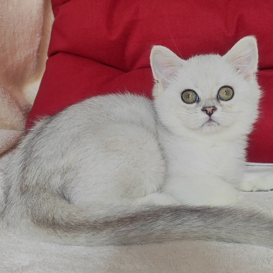 Xan Scottish Straight male, blue silver ticked tabby