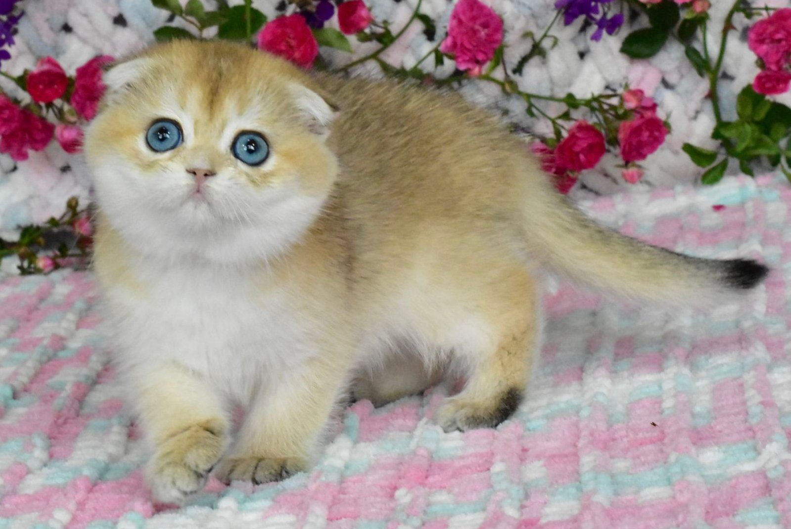 Ulyasha Scottish Fold female, black golden shaded