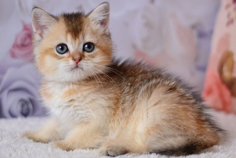 Filip British Shorthair male, black golden ticked tabby