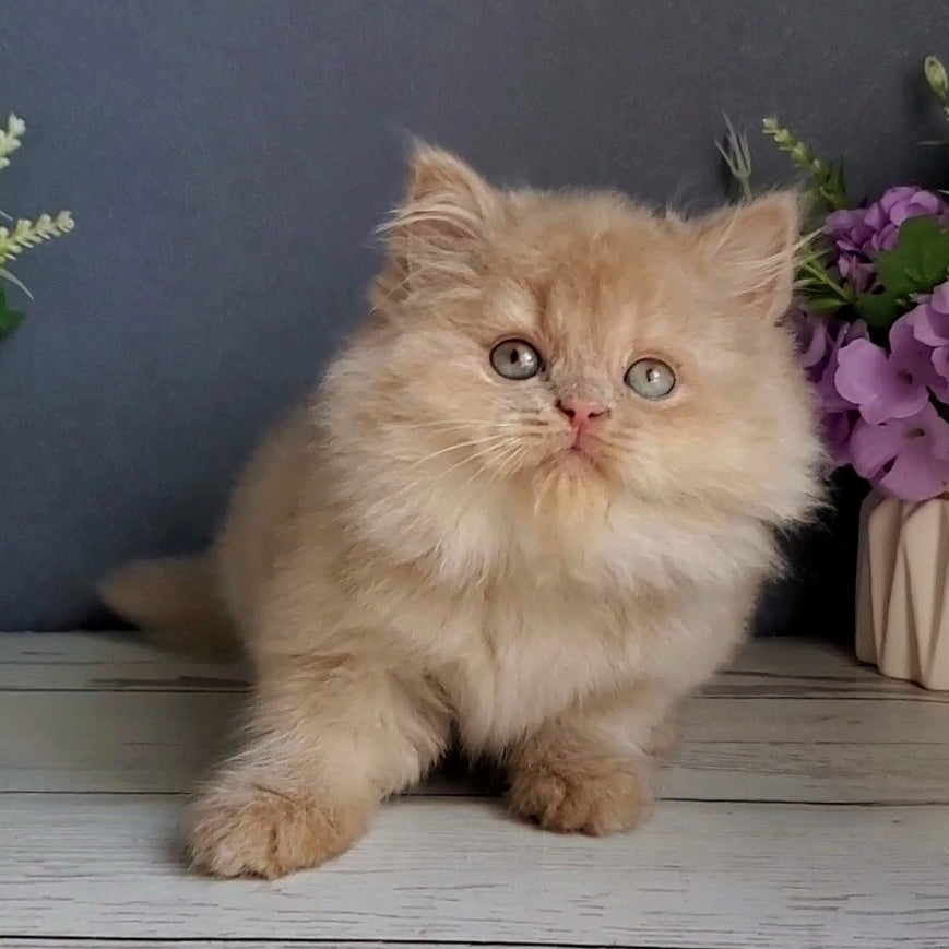 Felix British Longhair male, fawn