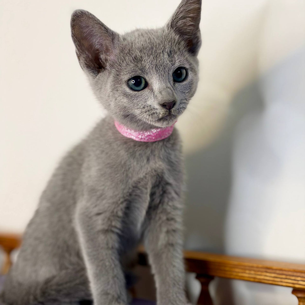 Nargiz Russian Blue female, blue