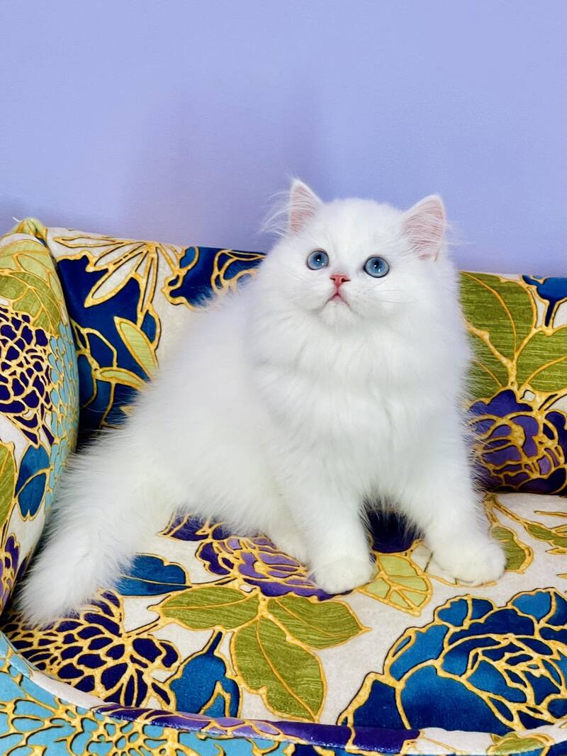 Marcy Scottish Straight male, white