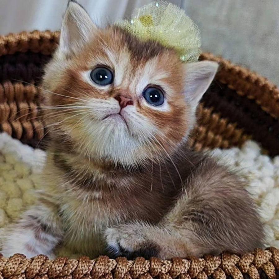 Urmala British Shorthair female, chocolate tortie ticked tabby