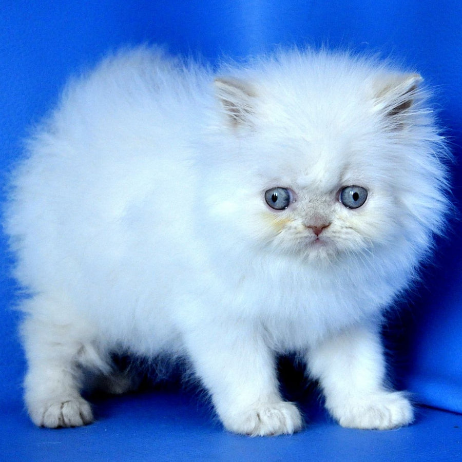 Martin Persian male, cream pointed