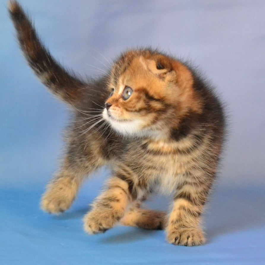 Rumba Scottish Fold female, black tortie tabby