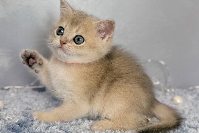 Eley Scottish Straight male, blue golden shaded