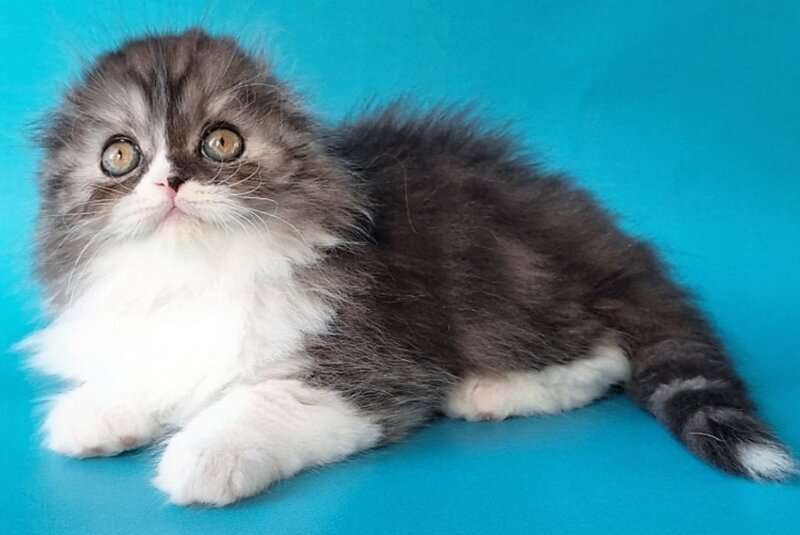 Xavier Scottish Fold male, black silver bicolour