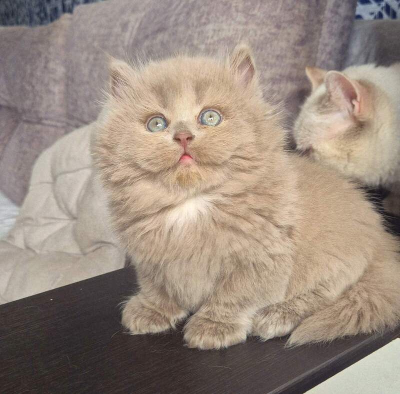 Jina British Longhair male, fawn