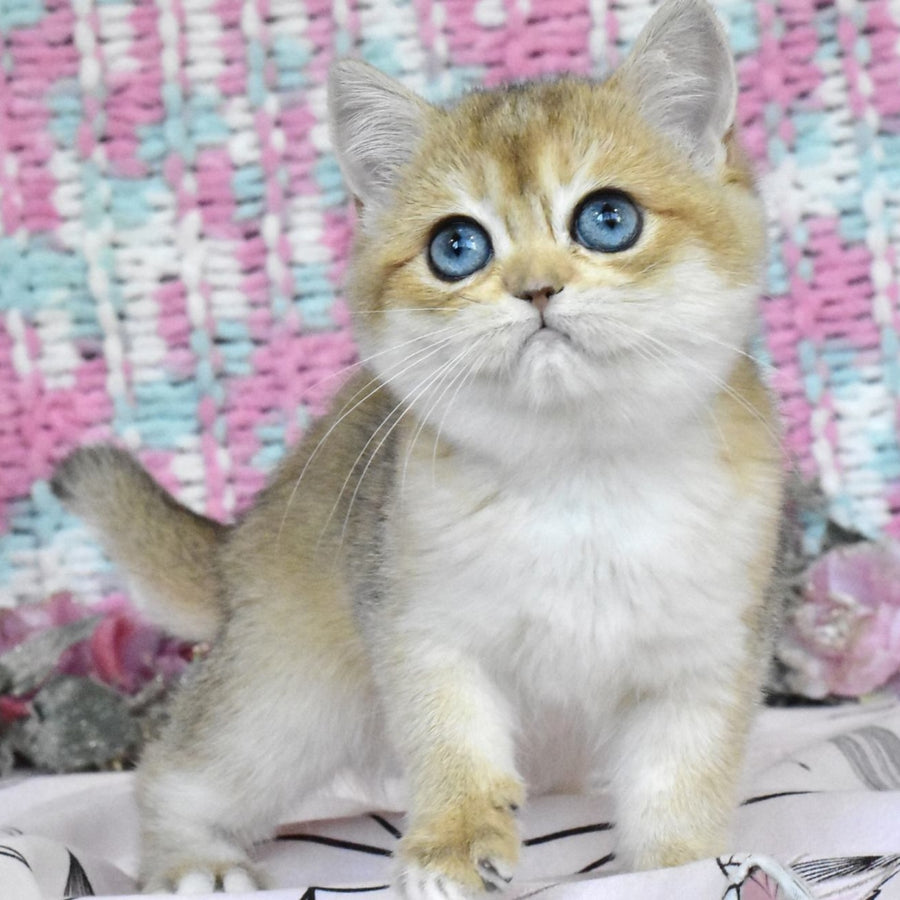 Harisma British Shorthair female, black golden shaded