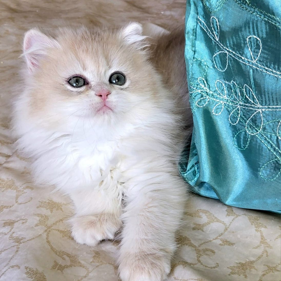 Zosya British Longhair female, blue golden chinchilla