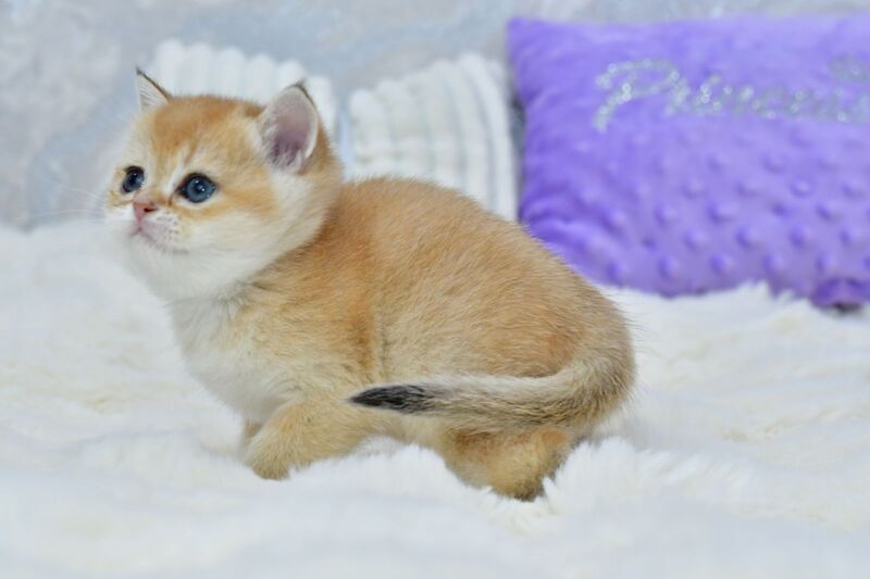 Elli British Shorthair female, black golden chinchilla