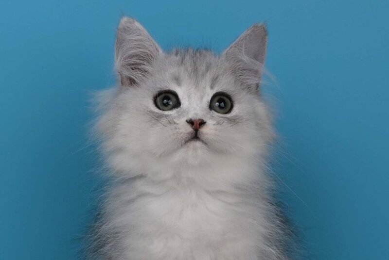 Xantia British Longhair female, black silver shaded