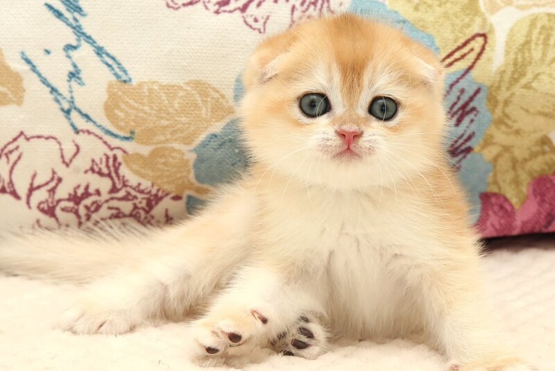 Yantar Scottish Fold male black golden chinchilla - live animals