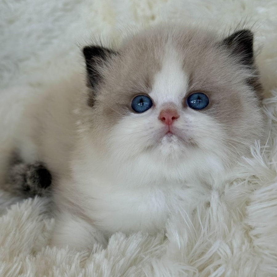 Milan Ragdoll male, black bicolour