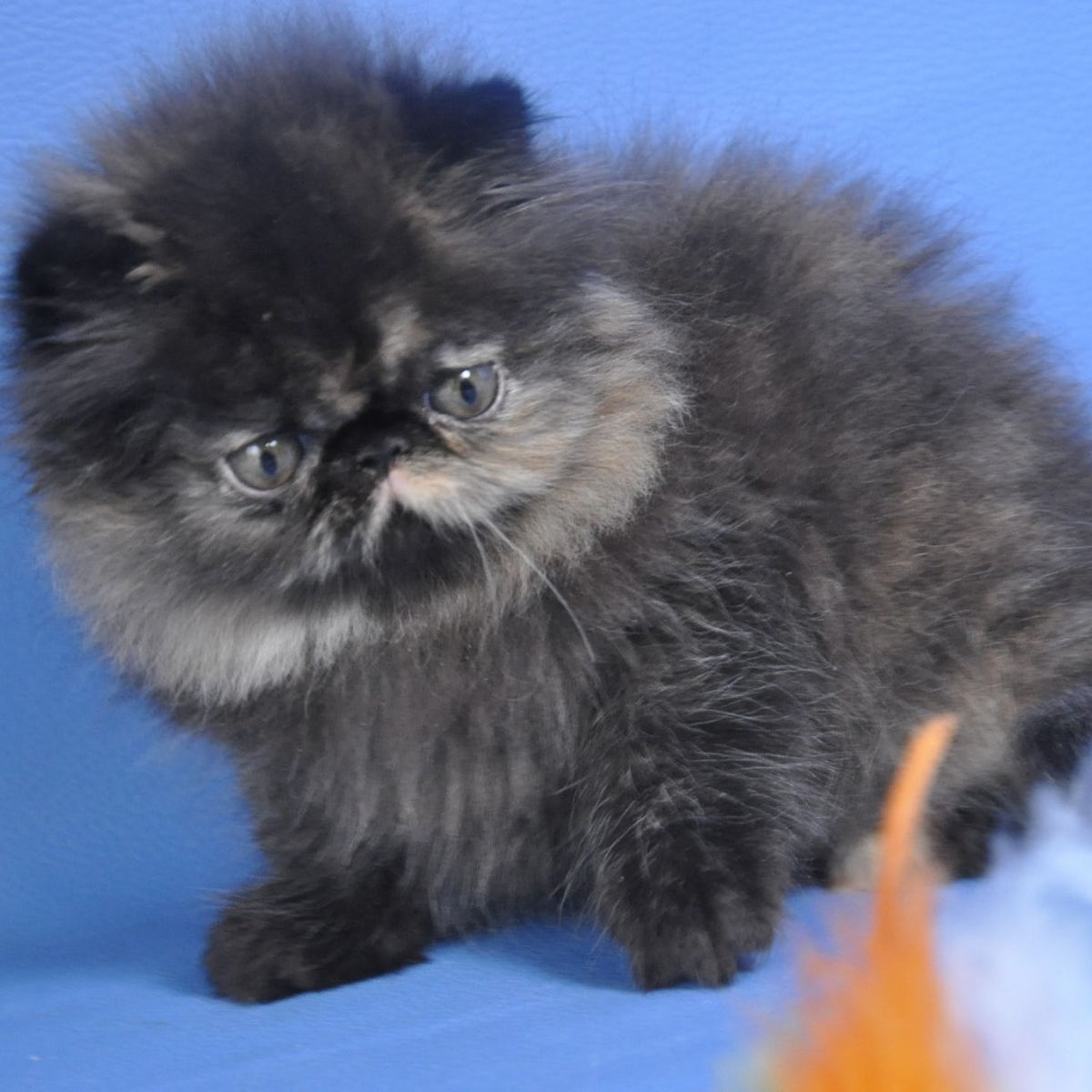 Naomi Persian female, black tortie tabby