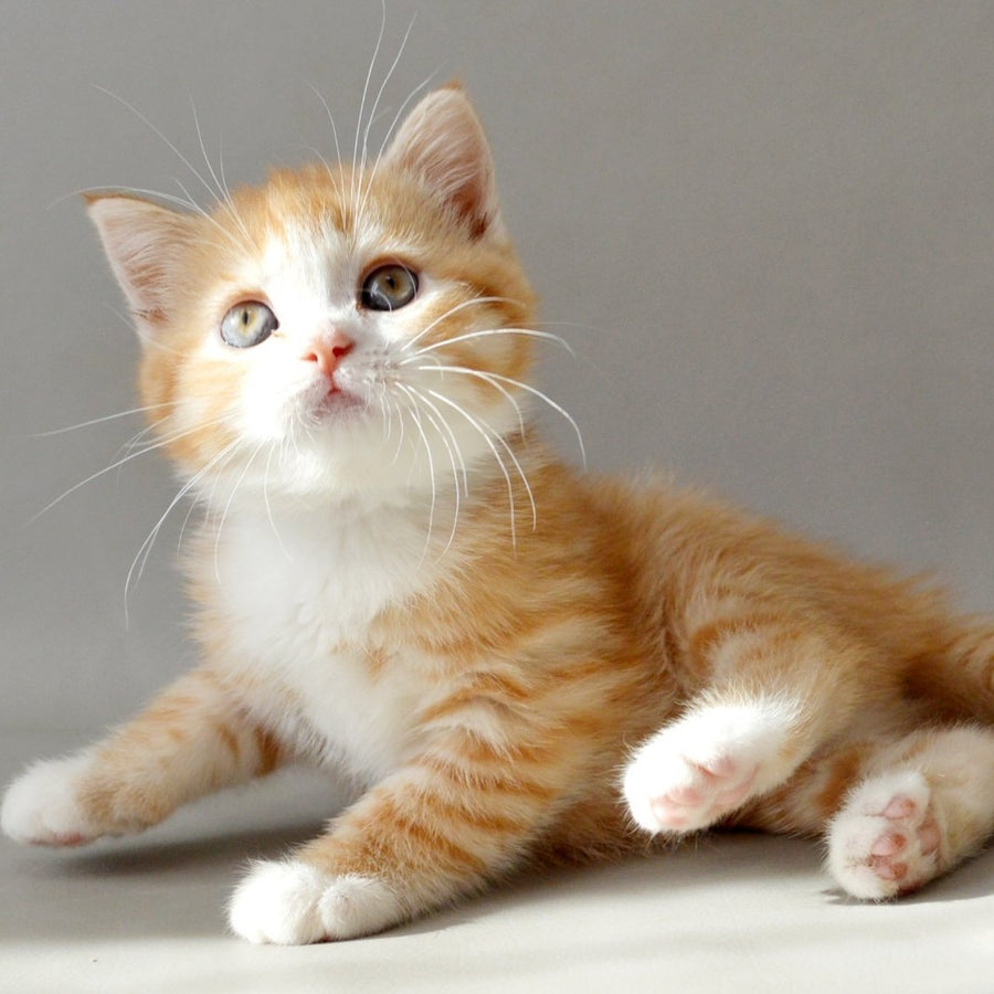 Wilma Scottish Straight female, red spotted tabby bicolour