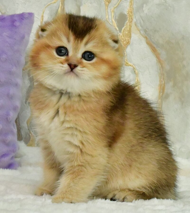 Joseph Scottish Fold male, black golden ticked tabby