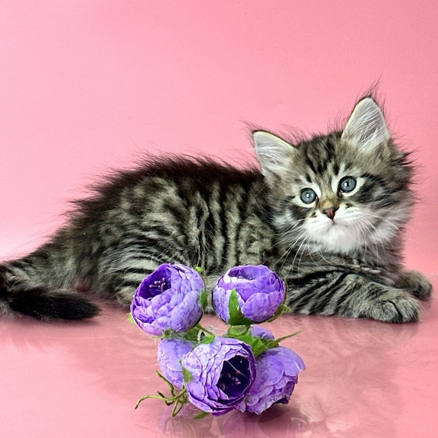 Yaros Siberian male, black tabby