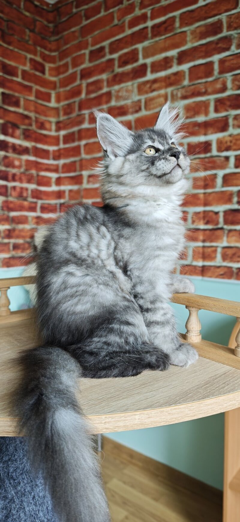 Freya Maine Coon female, black silver