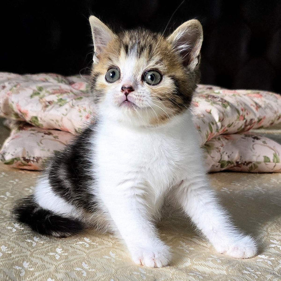 Dominic Scottish Straight male, black tabby bicolour