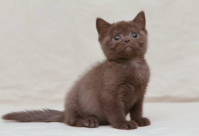 Neko British Shorthair male, chocolate