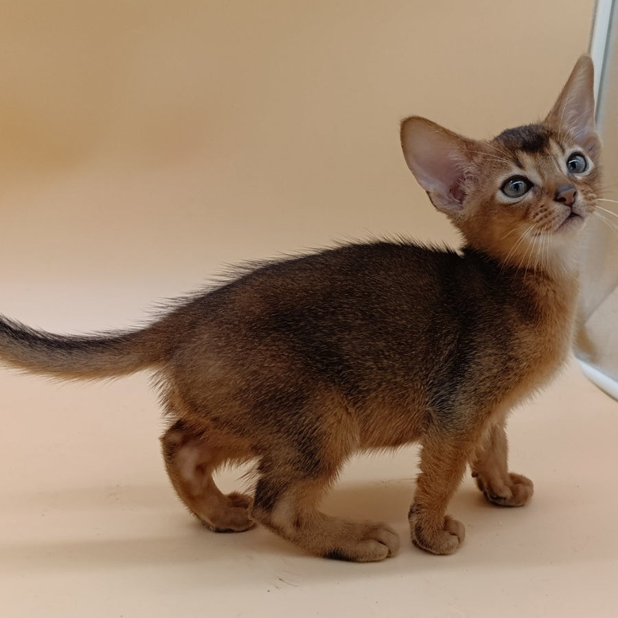 Mikkel Abyssinian male, ruddy