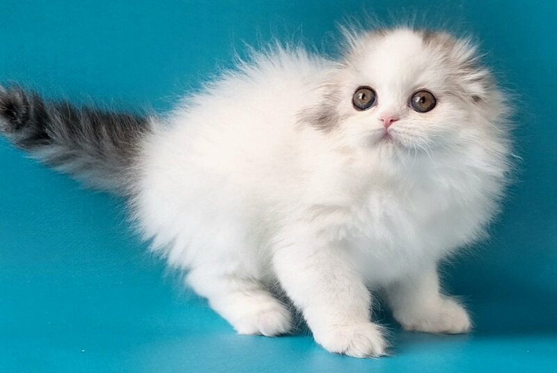 Xiana Scottish Fold female, black silver tabby van