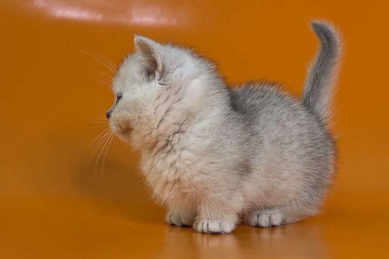 Zur Munchkin male black silver shaded - live animals