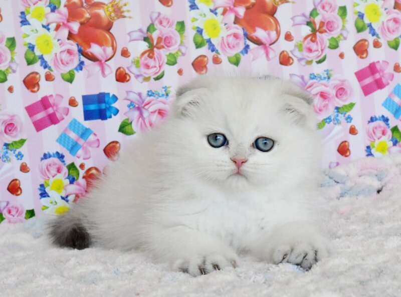 Umka Scottish Fold male, blue golden shaded