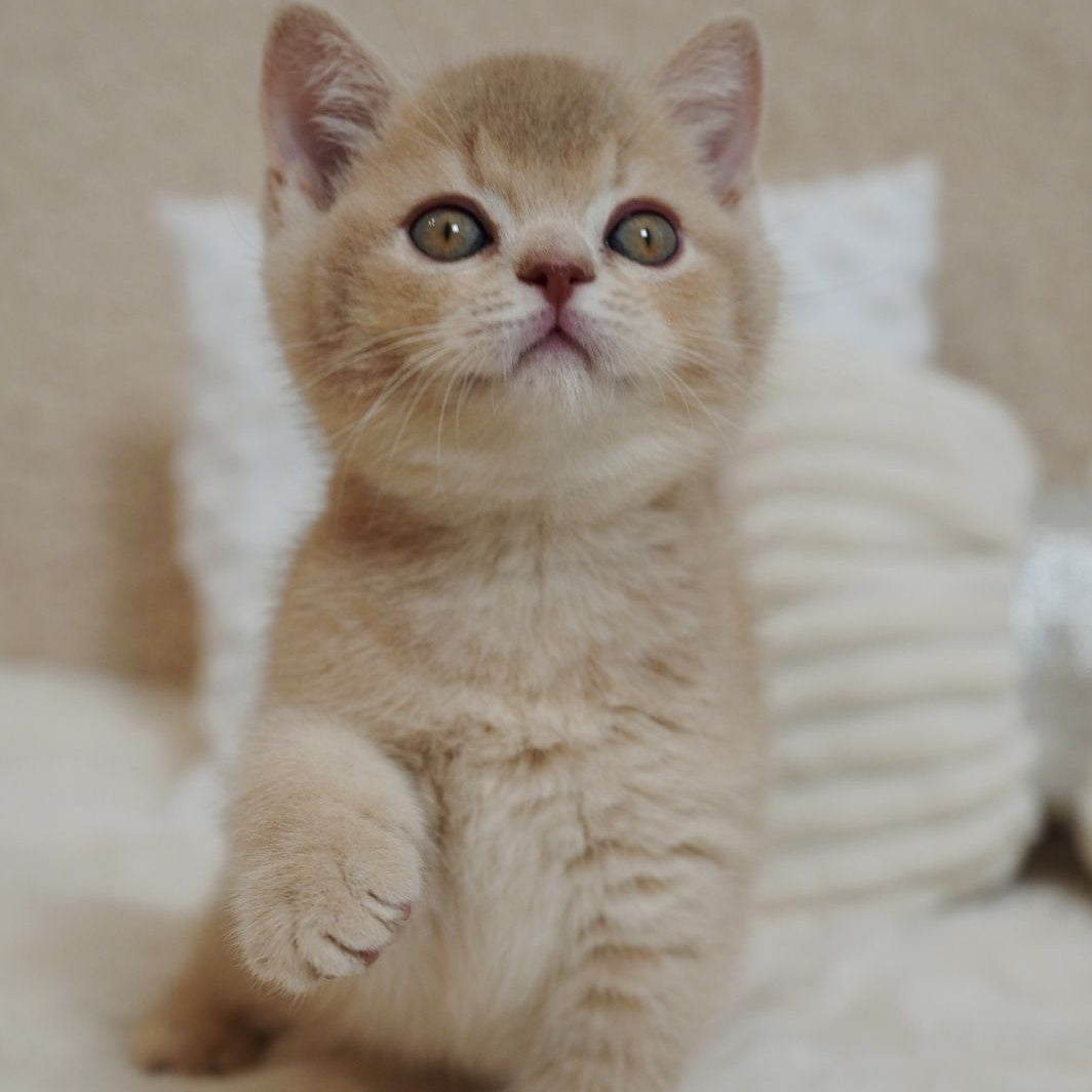 Winston British Shorthair male, fawn ticked tabby