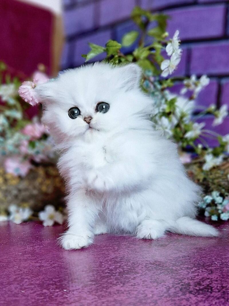 Nikki British Longhair female black silver shaded - live animals