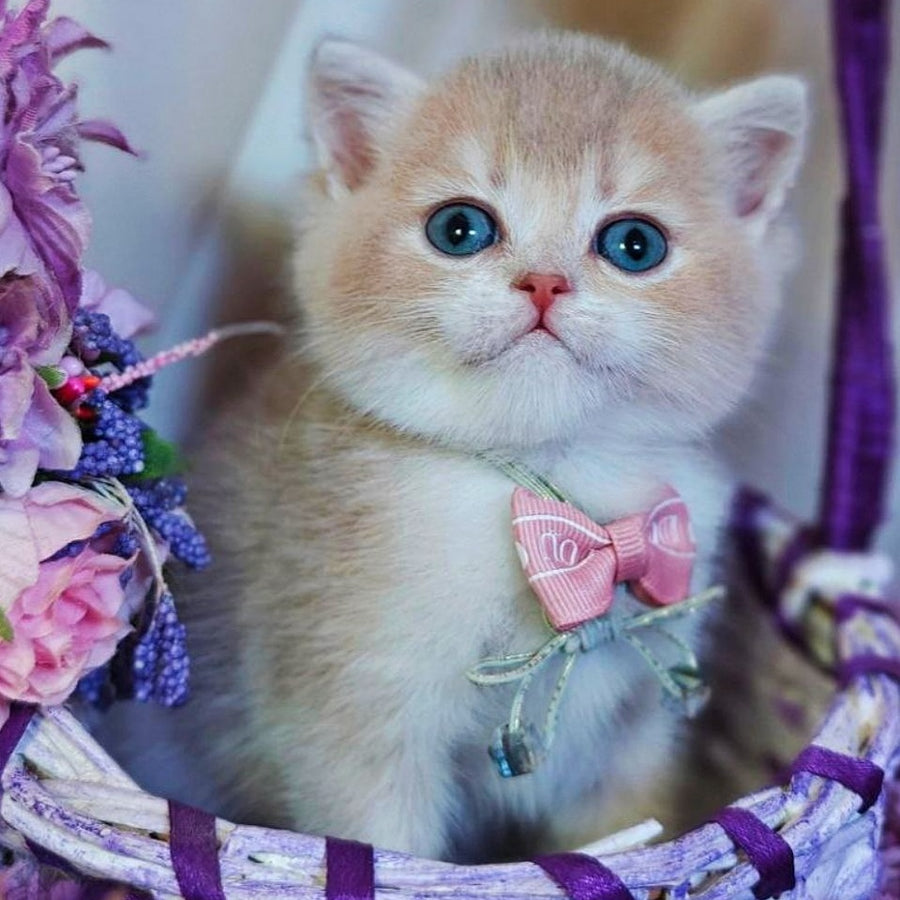 Yumi British Shorthair male, lilac golden shaded