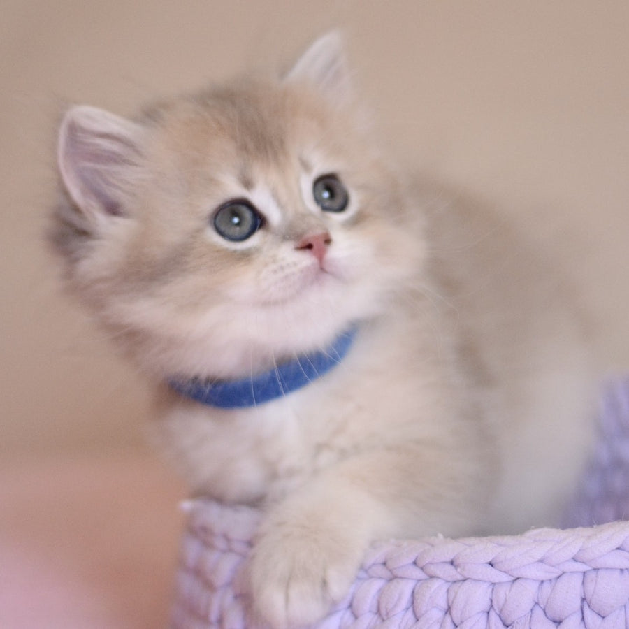 Yappy British Longhair male, blue golden chinchilla