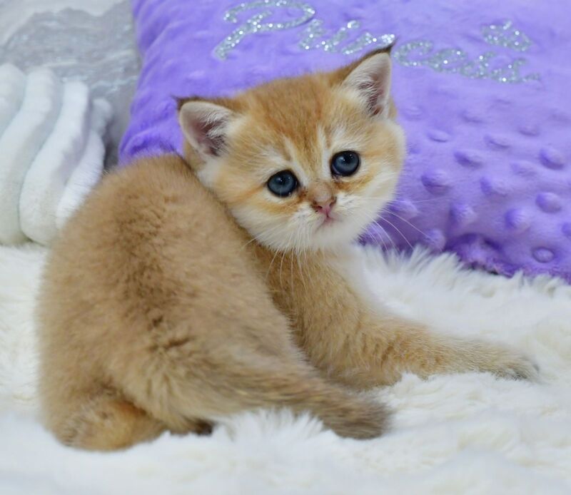 Emili British Shorthair female, black golden shaded