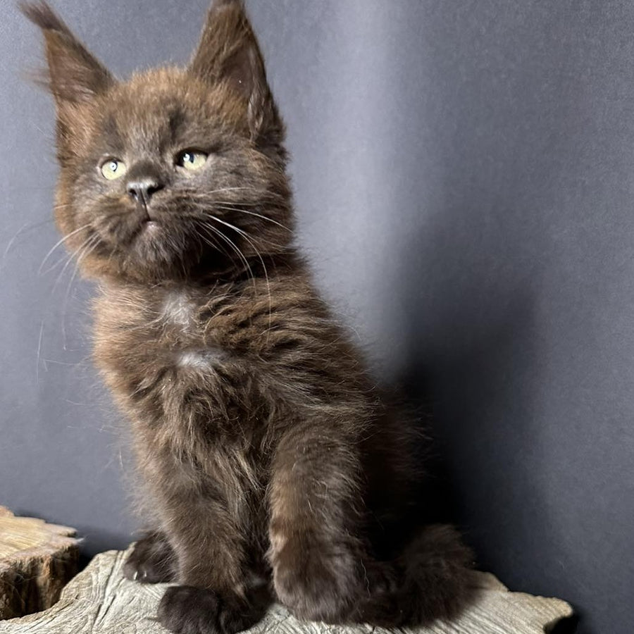 Patron Maine Coon male, black